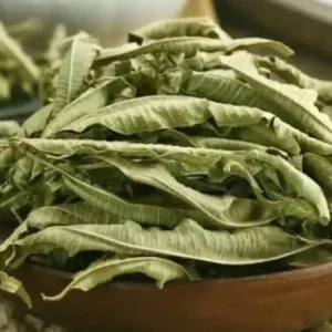 برگ ببری