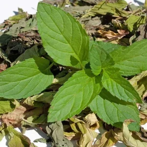 خرید پونه خشک (پونه کوهی / برگ پونه خشک)