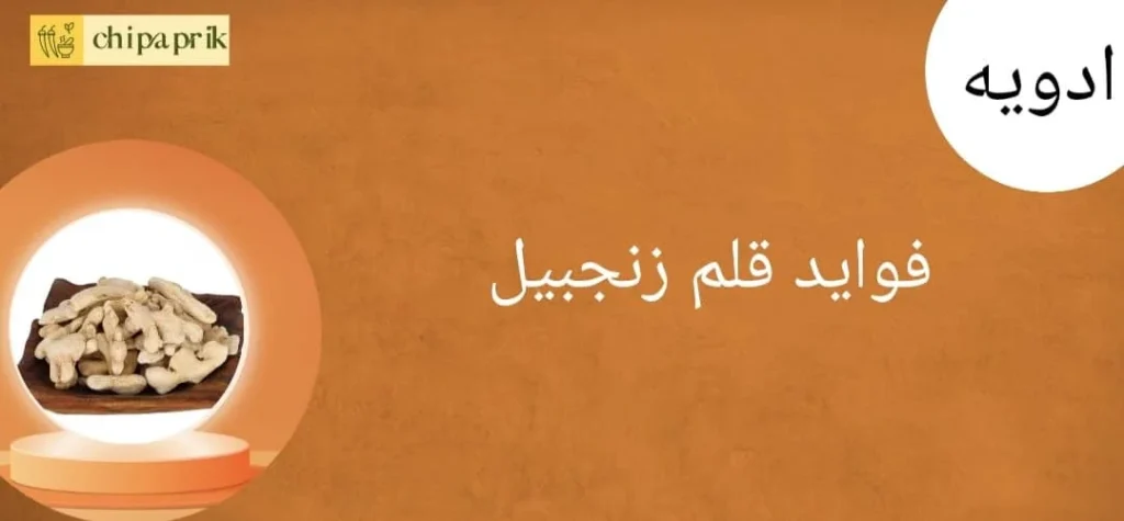 فواید قلم زنجبیل